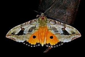 uploads/images/pest/orange fruit sucking ,moth.jpg